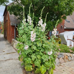 nordsee rundreise 2023_55